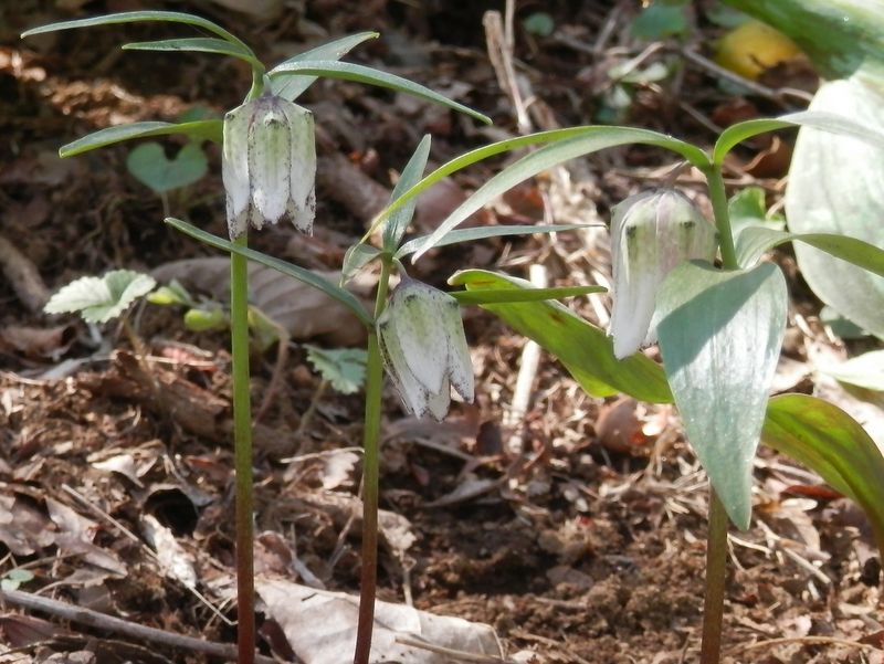 城山かたくりの里 -- コシノバイモ
