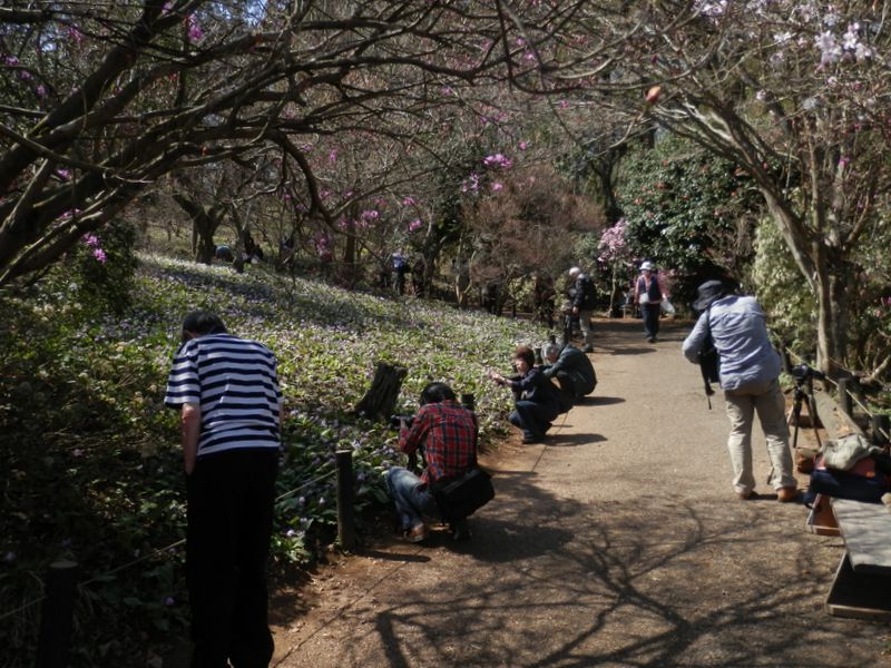城山かたくりの里 -- 撮影に夢中の人々
