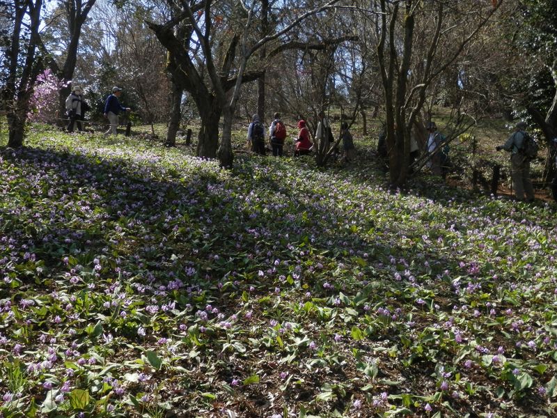 城山かたくりの里 -- カタクリの大群落