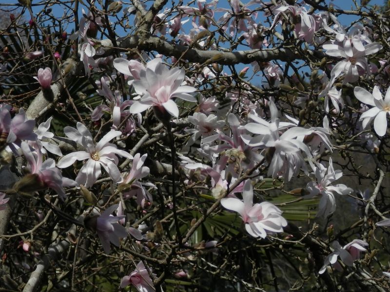 城山かたくりの里 -- ヒメコブシ