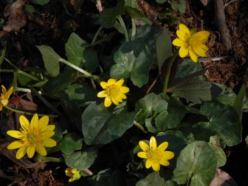 城山かたくりの里 -- ヒメリュウキンカ