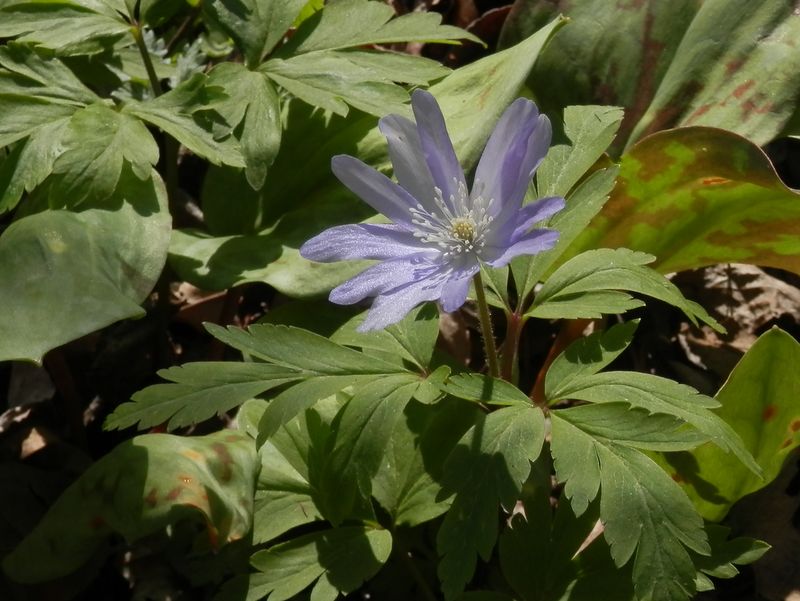 城山かたくりの里 -- キクザキイチゲ