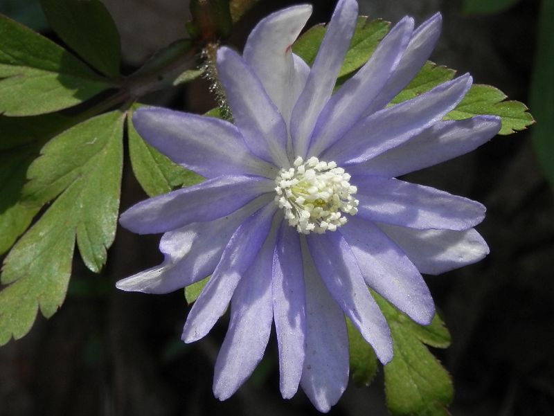 城山かたくりの里 -- キクザキイチゲ（クローズアップ）