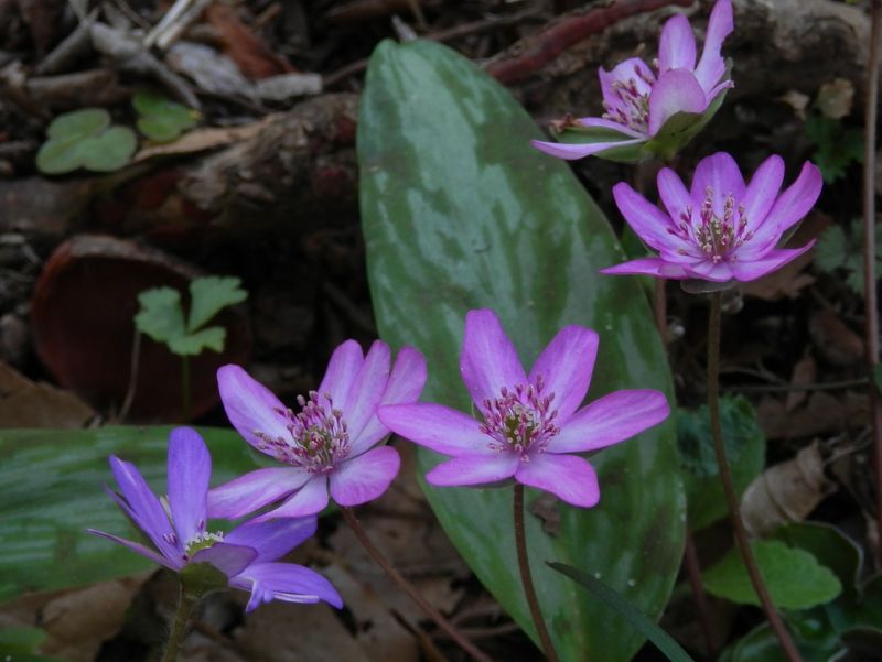 城山かたくりの里 -- ユキワリソウ（ピンク地に白すじ）