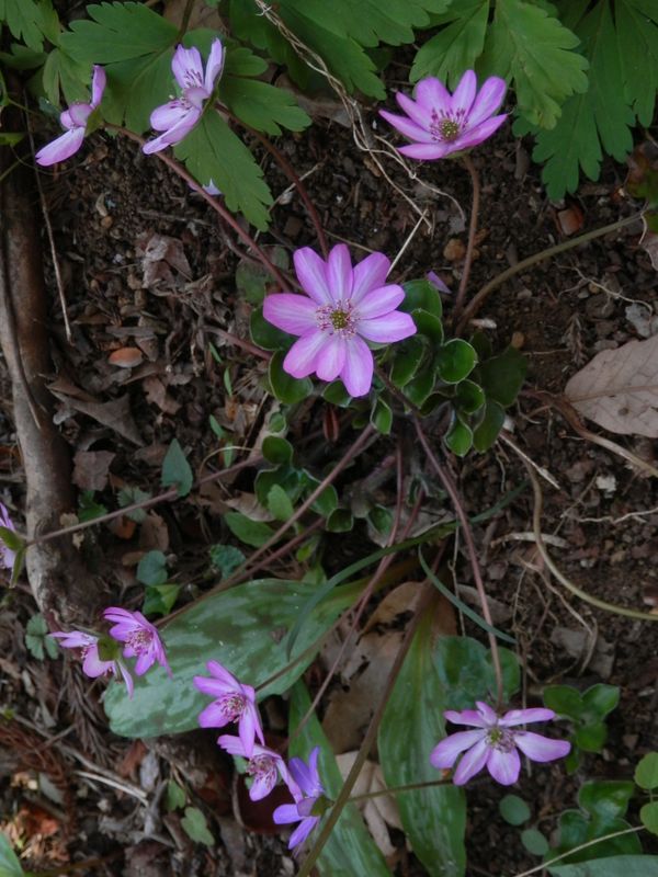 城山かたくりの里 -- ユキワリソウの花茎