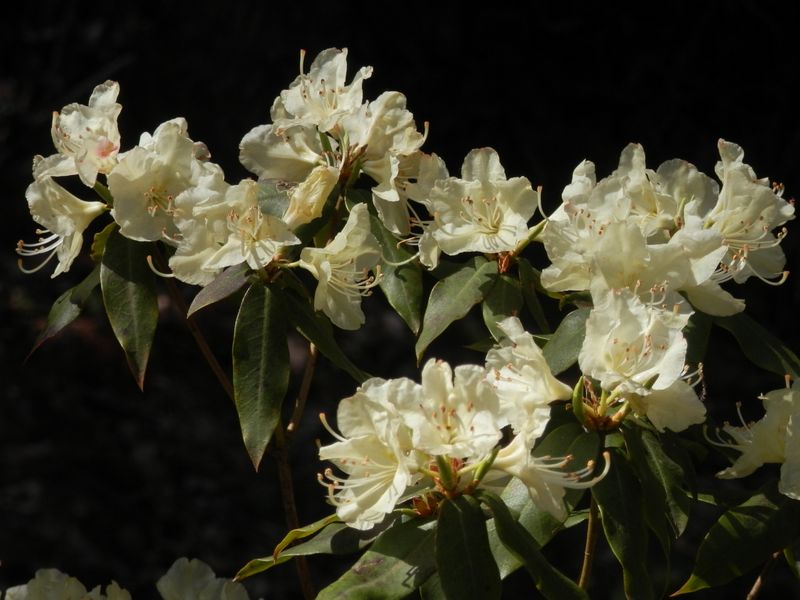 城山かたくりの里 -- ヒカゲツツジ
