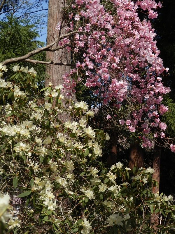 城山かたくりの里 -- ヒカゲツツジとアカヤシオも満開