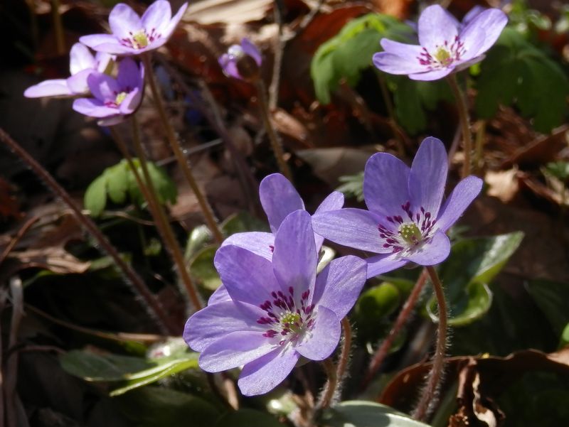 城山かたくりの里 -- ユキワリソウ（ふじ色）