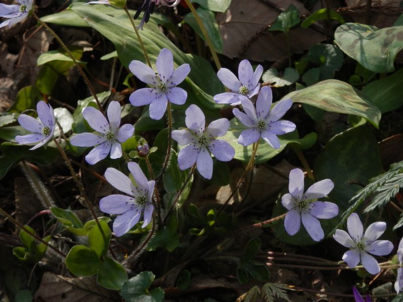城山かたくりの里 -- ユキワリソウ（極薄紫）