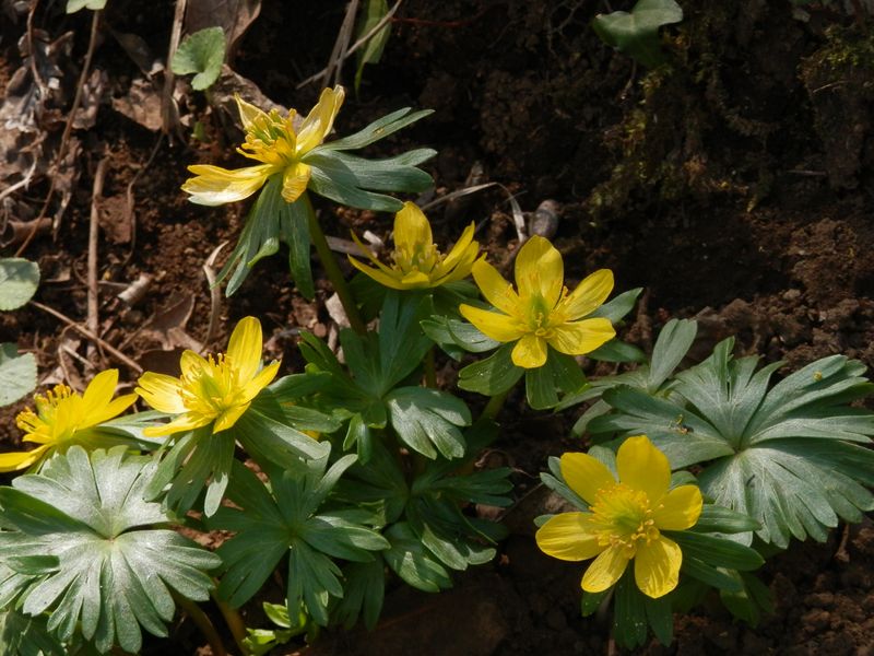 城山かたくりの里 -- キバナセツブンソウ