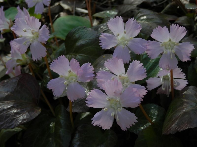 城山かたくりの里 -- イワウチワ