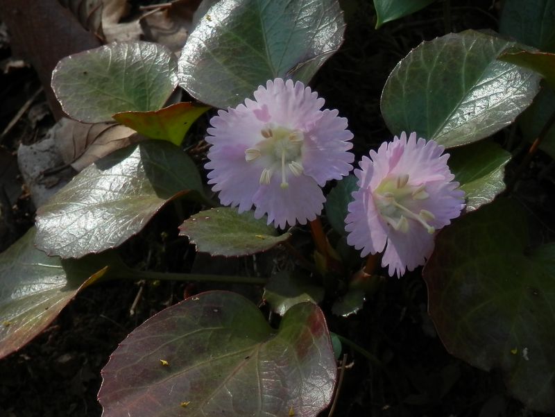 城山かたくりの里 -- オオイワウチワ