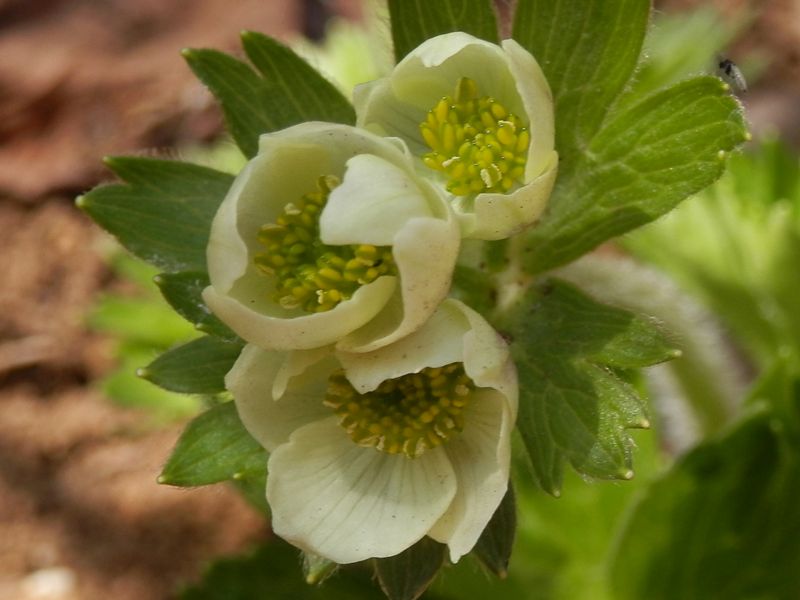 城山かたくりの里 -- ハクサンイチゲ