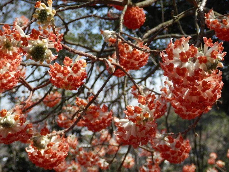 城山かたくりの里 -- アカバナミツマタ
