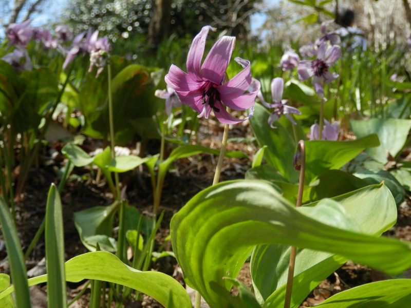 城山かたくりの里 -- 花弁が8枚あるカタクリ