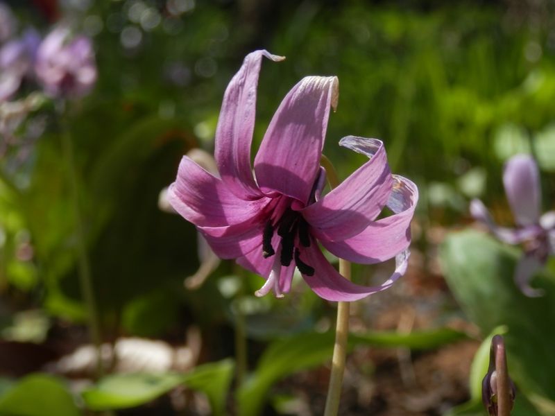 城山かたくりの里 -- 珍しい、花弁が8枚のカタクリ
