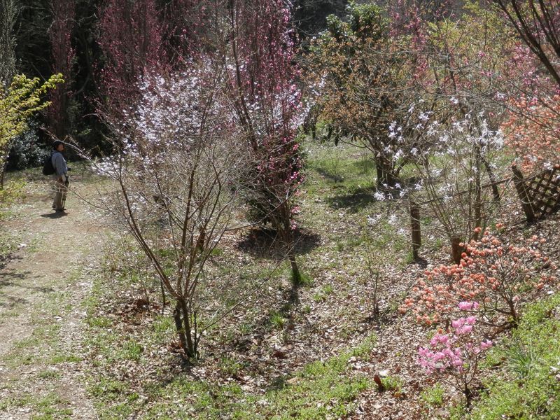 城山かたくりの里 -- ほうき桃の斜面