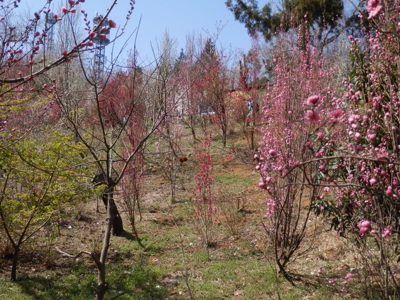 城山かたくりの里 -- ほうき桃