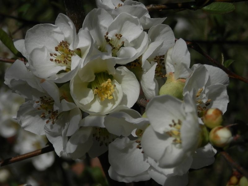 城山かたくりの里 -- ボケ