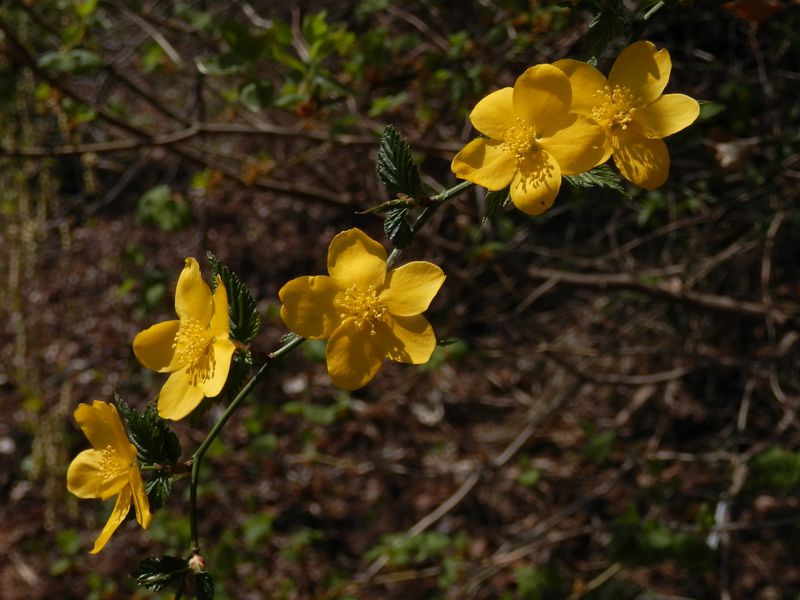 城山かたくりの里 -- ヤマブキ