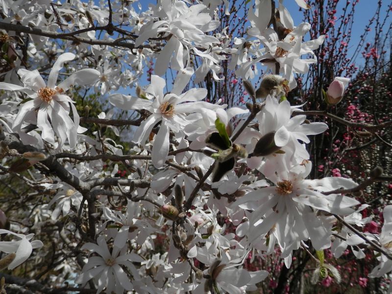 城山かたくりの里 -- コブシ