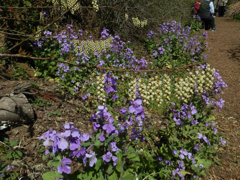 キブシとムラサキハナナ