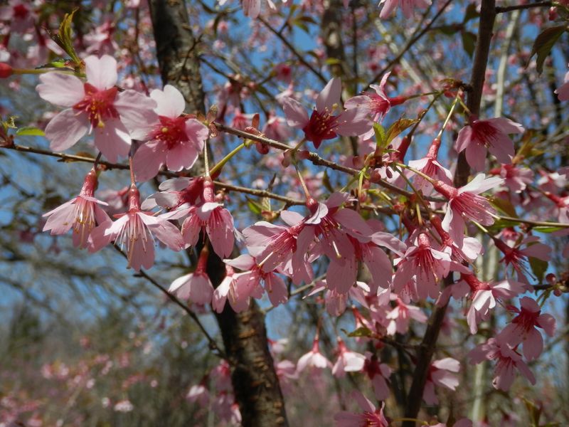 城山かたくりの里 -- コヒガンザクラ