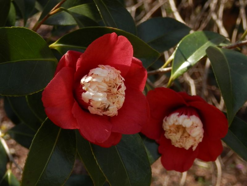 城山かたくりの里 -- ボクハンツバキ