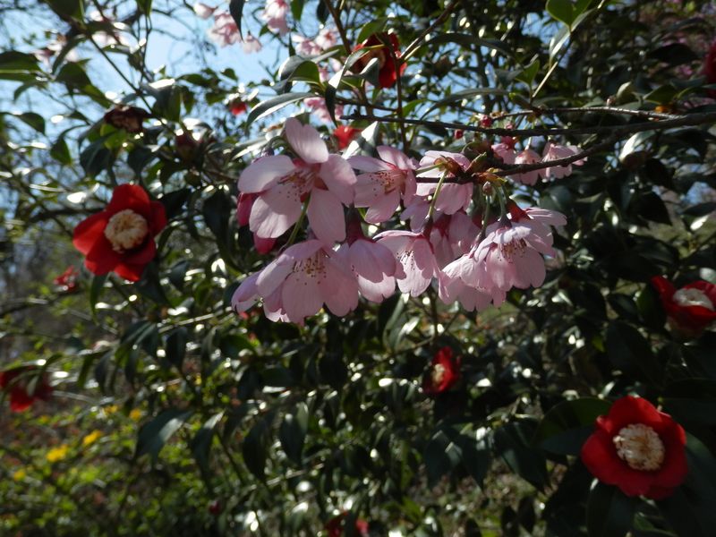 城山かたくりの里 -- 何桜だったかな？