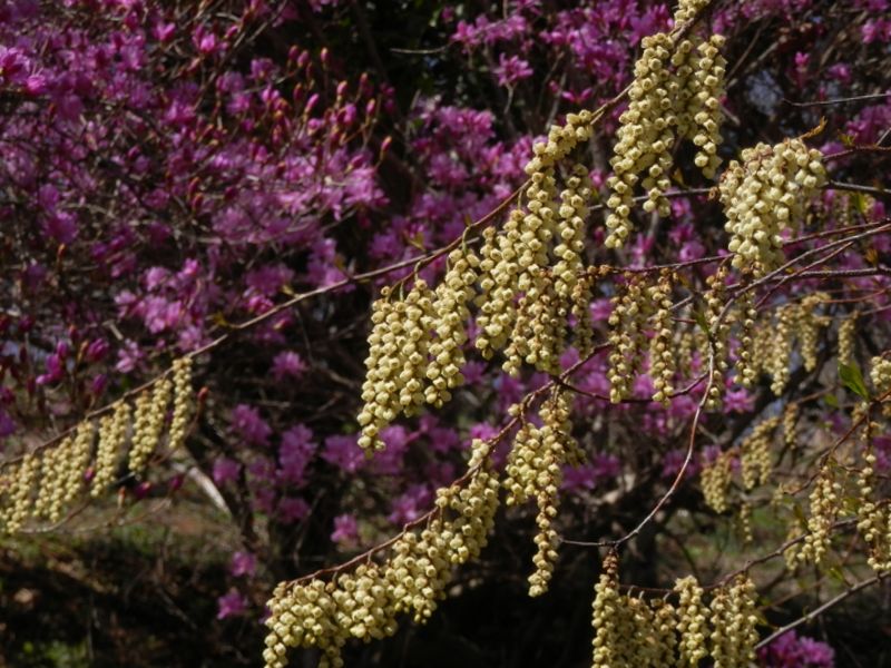 城山かたくりの里 -- キブシ