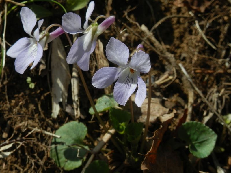 城山かたくりの里 -- すみれ