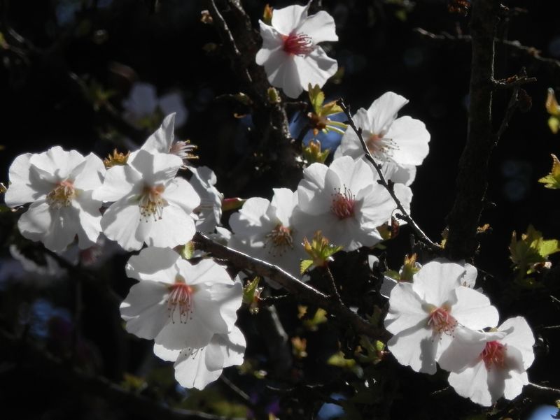 城山かたくりの里 -- リンポウザクラ