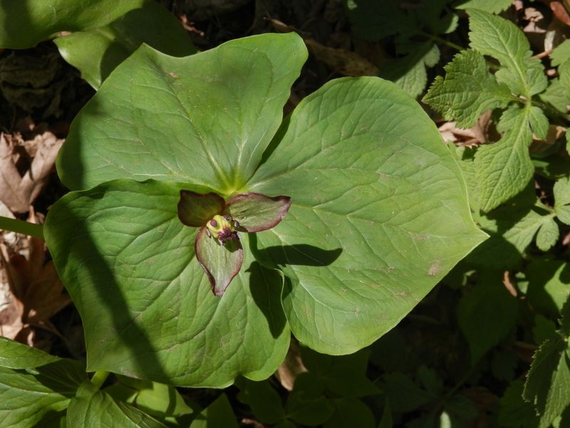 城山かたくりの里 -- エンレイソウ