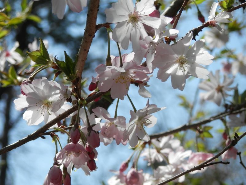 城山かたくりの里 -- フジザクラ