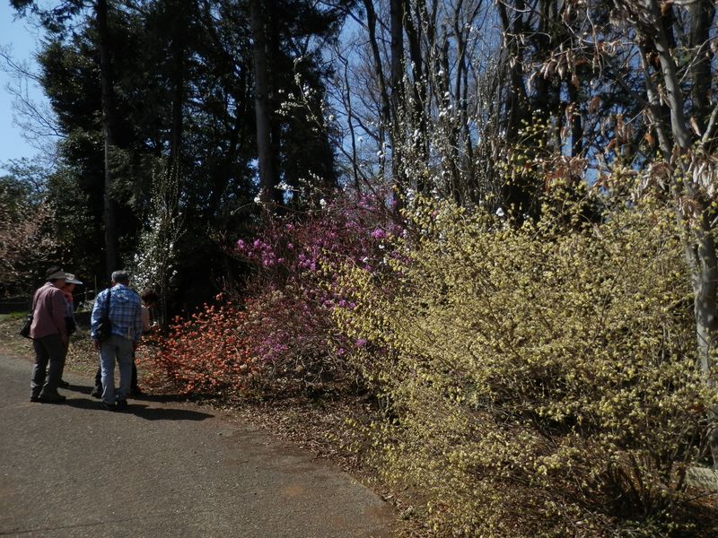 城山かたくりの里 -- 日向ミズキほか