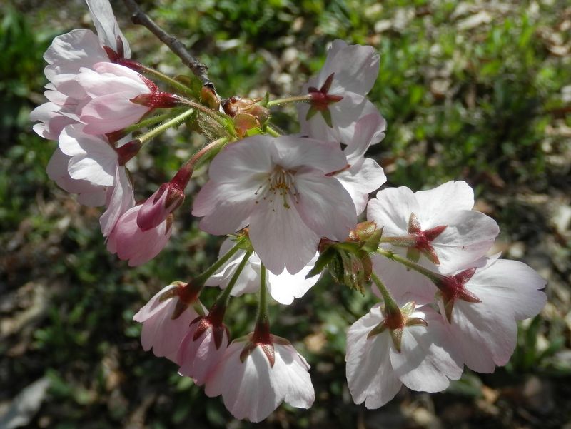 城山かたくりの里 -- ゴテンバザクラ