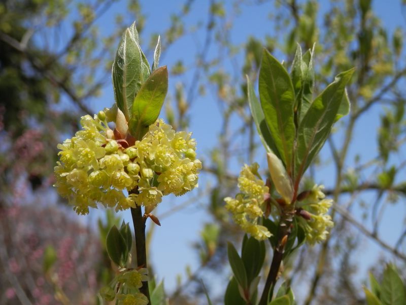 城山かたくりの里 -- 何でしょうか？