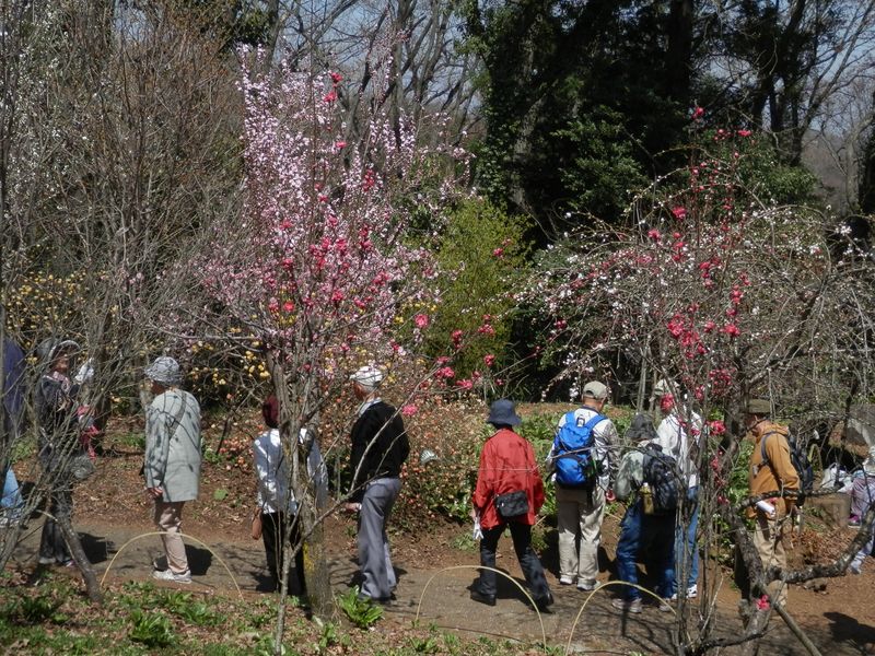 城山かたくりの里 -- ほうき桃