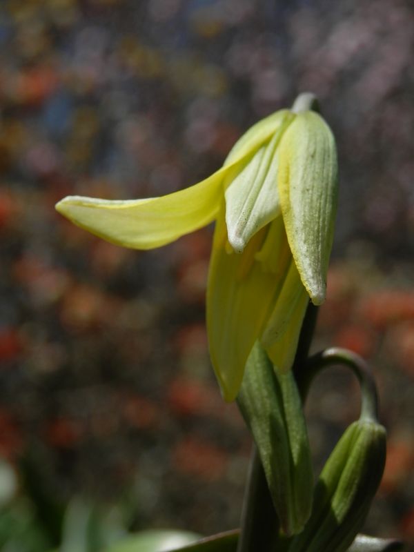 城山かたくりの里 -- 咲き始めたキバナカタクリ