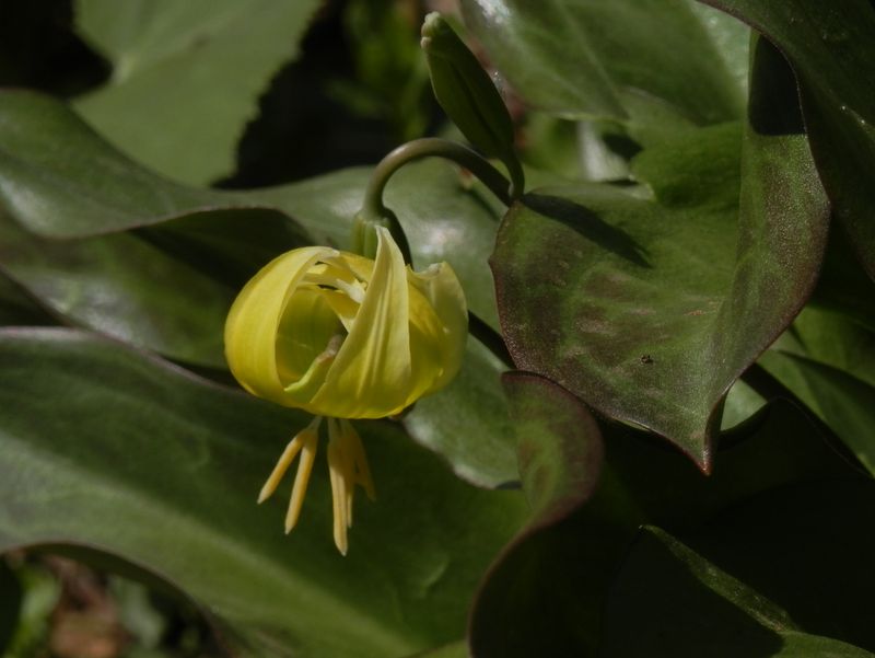 城山かたくりの里 -- キバナカタクリ