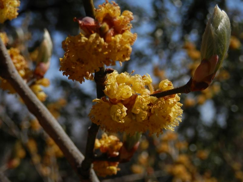 城山かたくりの里 -- ダンコウバイ