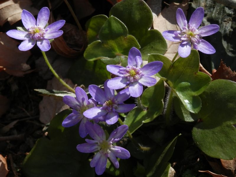 城山かたくりの里 -- ユキワリソウの花弁は何枚？