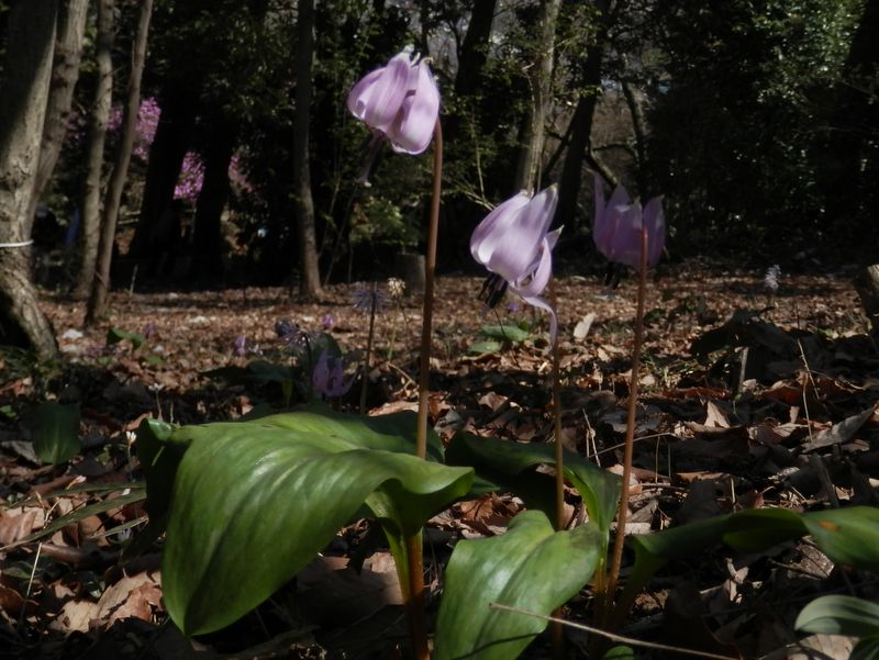 城山かたくりの里 -- カタクリ可憐 