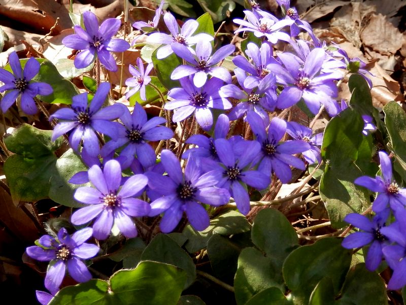 城山かたくりの里 -- ユキワリソウ（花弁の数がまちまち）