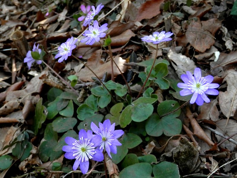 城山かたくりの里 -- ユキワリソウ（花火みたい）