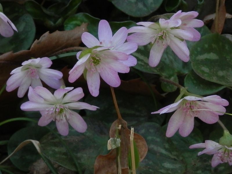 城山かたくりの里 -- ユキワリソウ（桜色）