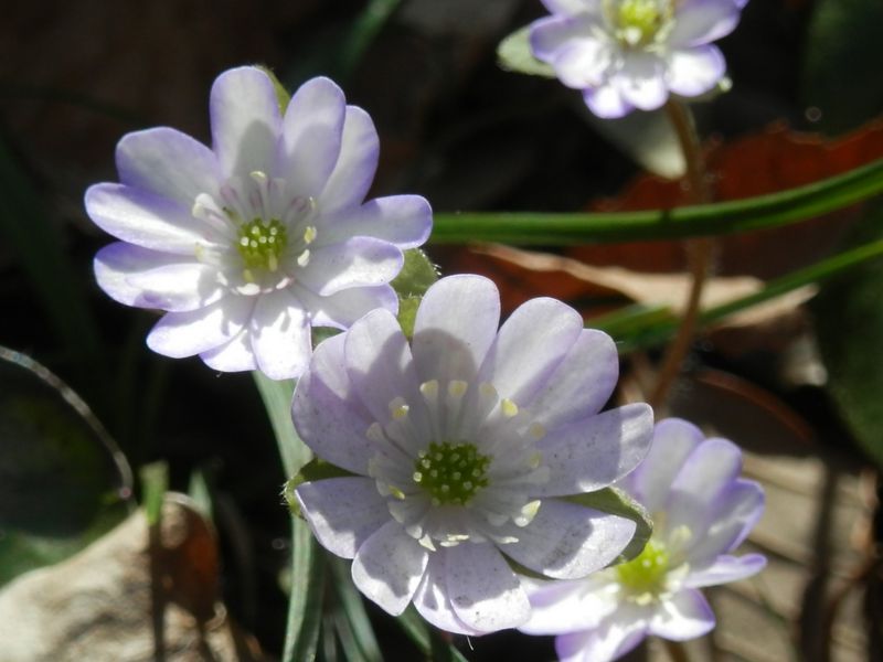 城山かたくりの里 -- ユキワリソウ（パラボラ咲き）