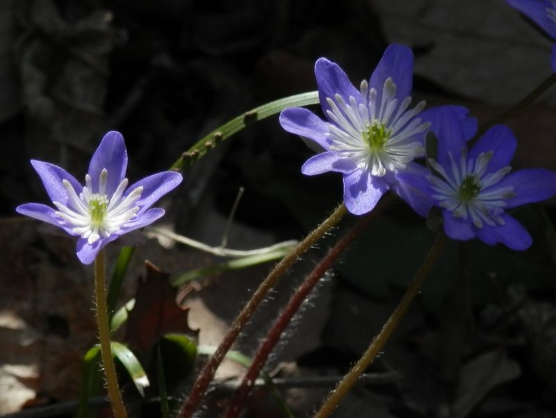 城山かたくりの里 -- ユキワリソウ（星咲き）