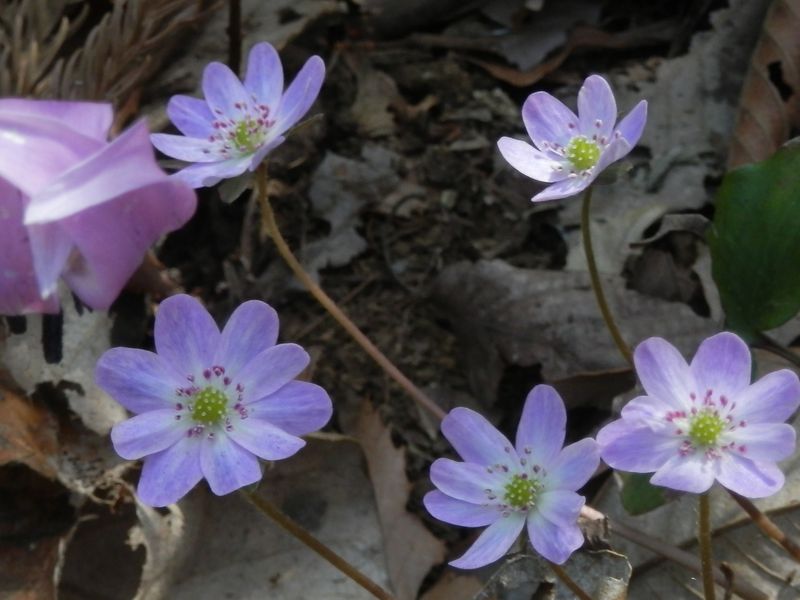 城山かたくりの里 -- ユキワリソウ（触ると壊れそう）