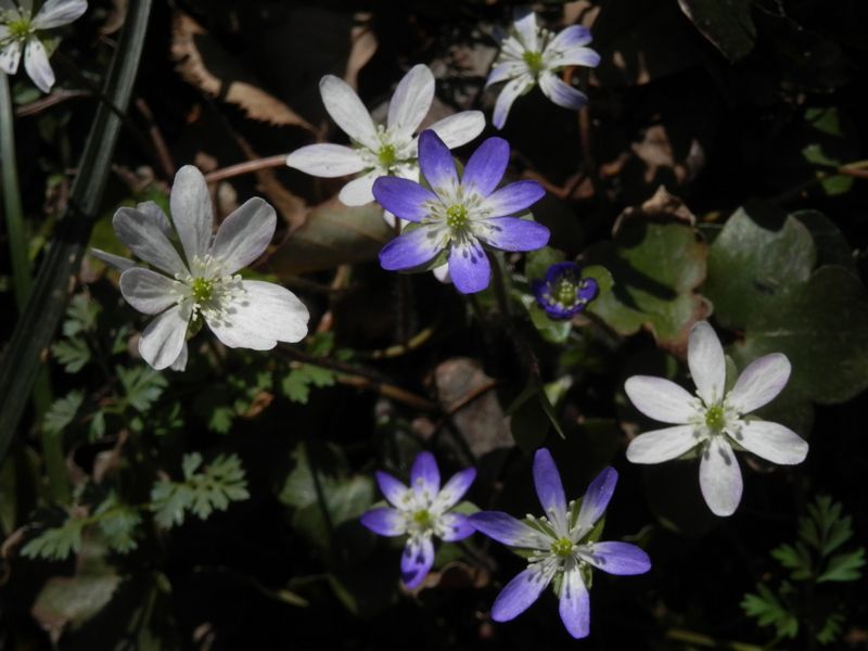 城山かたくりの里 -- ユキワリソウ（花弁が細い）